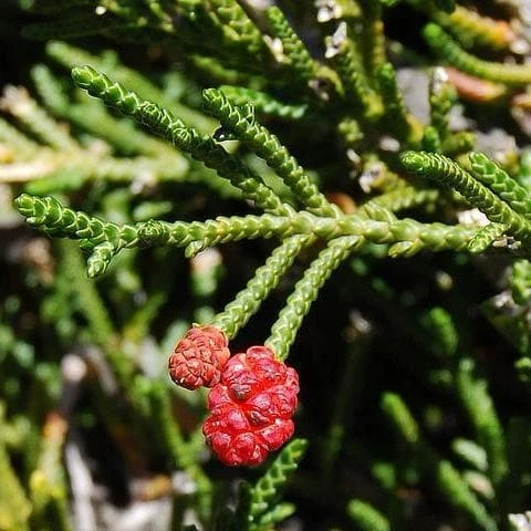 Microcachrys Tetragona - Creeping Strawberry Pine 1 Microcachrys Tetragona - Creeping Strawberry Pine