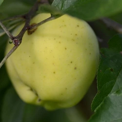 Apple Mrs Perry 3 Apple Mrs Perry - Image 3