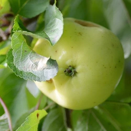 Apple Mrs Perry 4 Apple Mrs Perry - Image 4