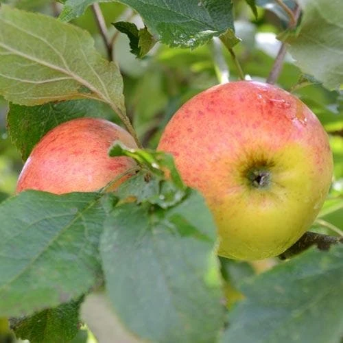 Apple Munster Tulip 1 Apple Munster Tulip