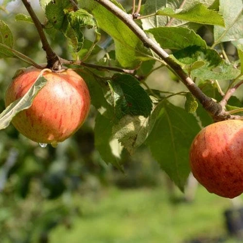 Apple Munster Tulip 3 Apple Munster Tulip - Image 3