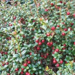 Myrtus Ugni Red Devil -Future Forests Myrtus ugni02 3456a341 ec54 4c89 8d39 c2d55d6430cc