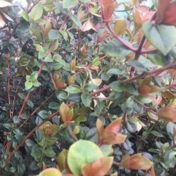 Myrtus Ugni Red Devil -Future Forests Myrtus ugni06 8d90a547 5fa8 4da1 b273 16fa9056240d