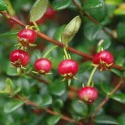 Myrtus Ugni Red Devil -Future Forests Myrtus ugni Kapow 2 4785919d 1368 43b9 9697 dc978885c6f8