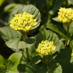 Hydrangea Macrophylla Candy Heart Blue -Future Forests NLK05584