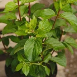 Hydrangea Paniculata Silver Dollar -Future Forests NLK05678