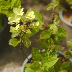 Hydrangea Paniculata Early Sensation -Future Forests NLK05688