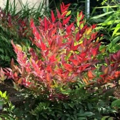 Nandina Domestica Obsessed 11 Nandina Domestica Obsessed -Future Forests Nandina domestica Obsessed 02