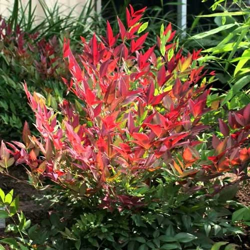 Nandina Domestica Obsessed 3 Nandina Domestica Obsessed - Image 3