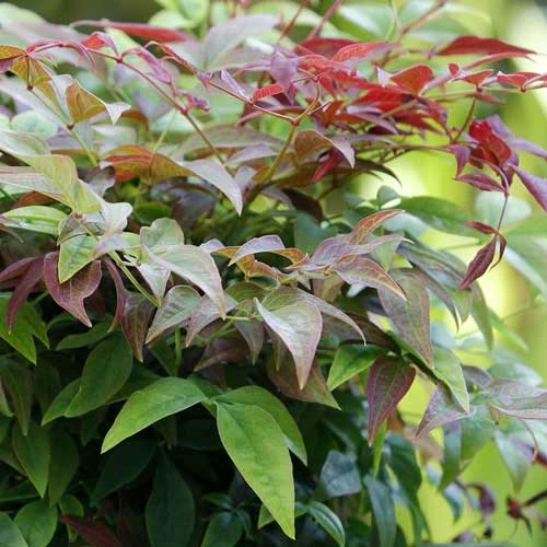 Nandina Domestica Obsessed 4 Nandina Domestica Obsessed - Image 4