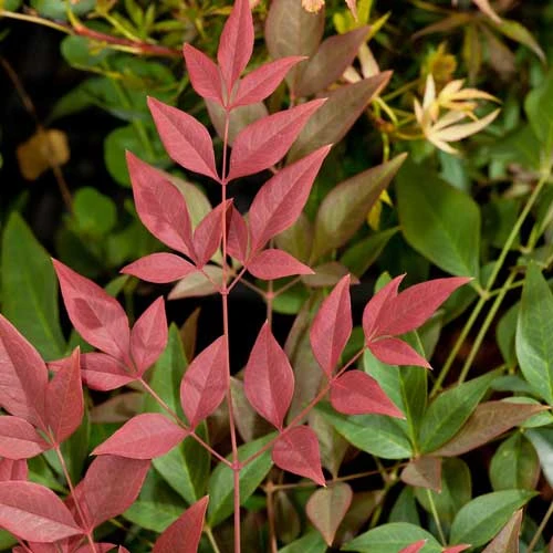 Nandina Domestica Obsessed 6 Nandina Domestica Obsessed - Image 6