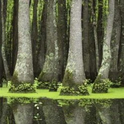 Nyssa Aquatica - Water Tupelo