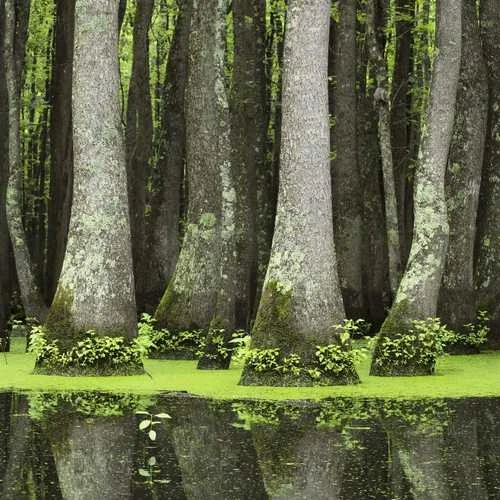 Nyssa Aquatica - Water Tupelo 1 Nyssa Aquatica - Water Tupelo