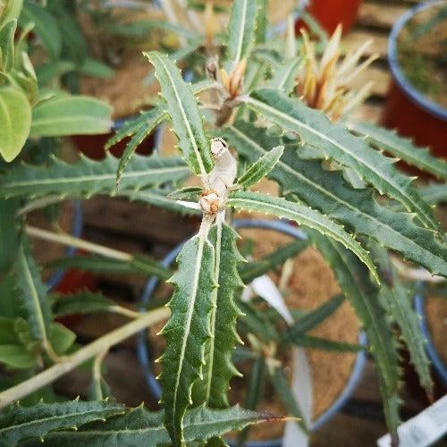 Olearia X Mollis Zennorensis 1 Olearia X Mollis Zennorensis