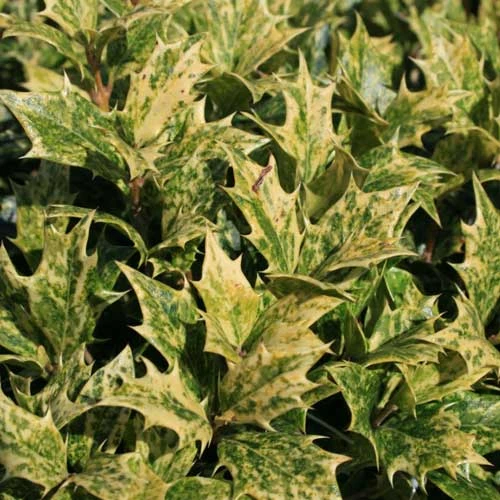 Osmanthus Heterophyllus Goshiki 3 Osmanthus Heterophyllus Goshiki - Image 3