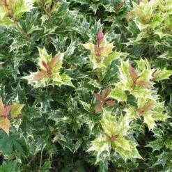 Osmanthus Heterophyllus Goshiki 9 Osmanthus Heterophyllus Goshiki -Future Forests Osmanthus het Goshiki 04