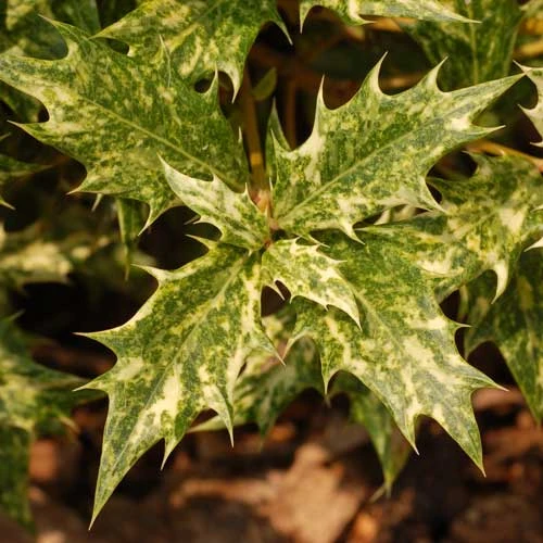 Osmanthus Heterophyllus Goshiki 5 Osmanthus Heterophyllus Goshiki - Image 5