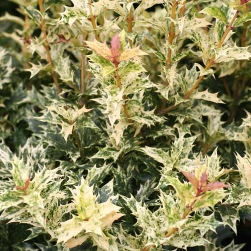 Osmanthus Heterophyllus Goshiki 6 Osmanthus Heterophyllus Goshiki - Image 6