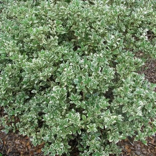 Osmanthus Heterophyllus Variegatus 2 Osmanthus Heterophyllus Variegatus - Image 2
