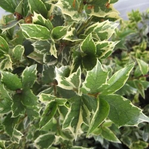 Osmanthus Heterophyllus Variegatus 3 Osmanthus Heterophyllus Variegatus - Image 3