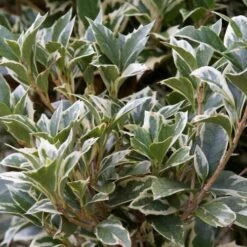 Osmanthus Heterophyllus Variegatus 10 Osmanthus Heterophyllus Variegatus -Future Forests Osmanthus heterophyllus Variegatus02 b7307b8a 2553 4e68 827d a7ec89e90e4a