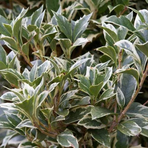 Osmanthus Heterophyllus Variegatus 5 Osmanthus Heterophyllus Variegatus - Image 5