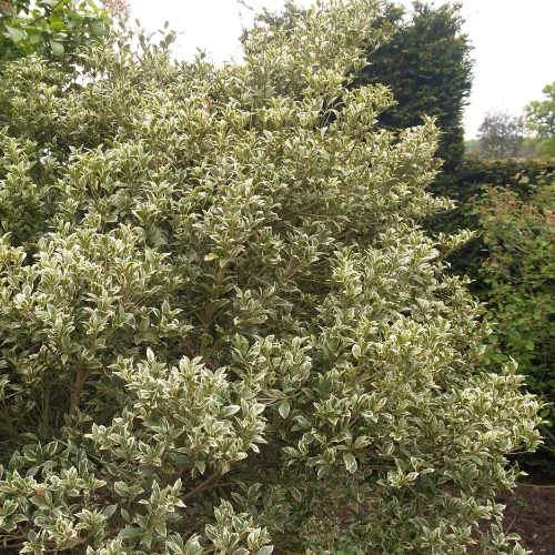 Osmanthus Heterophyllus Variegatus 4 Osmanthus Heterophyllus Variegatus - Image 4