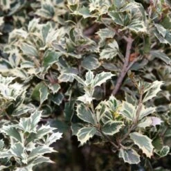 Osmanthus Heterophyllus Variegatus 11 Osmanthus Heterophyllus Variegatus -Future Forests Osmanthus heterophyllus Variegatus04 704509f5 3693 4194 998f 8b0ff8c30931