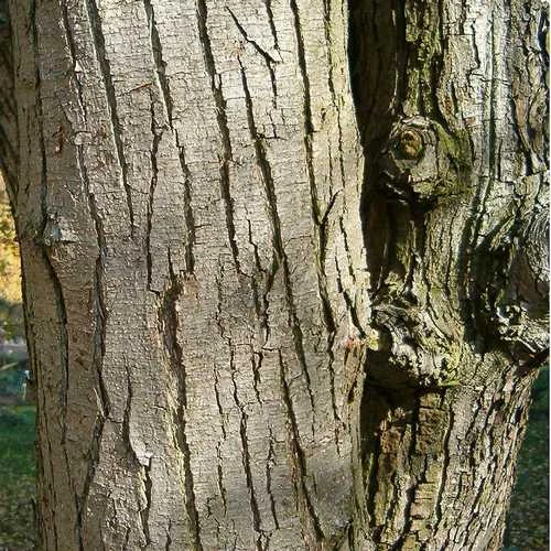 Ostrya Carpinifolia - Hop Hornbeam 3 Ostrya Carpinifolia - Hop Hornbeam - Image 3