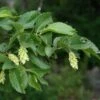 Ostrya Carpinifolia - Hop Hornbeam