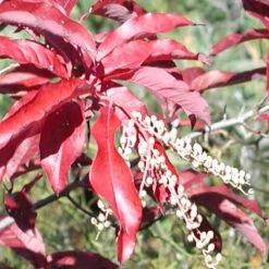 Oxydendrum Arboreum 18 Oxydendrum Arboreum -Future Forests Oxydendrum arboreum 10