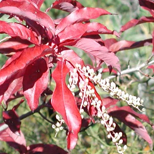 Oxydendrum Arboreum 9 Oxydendrum Arboreum - Image 9