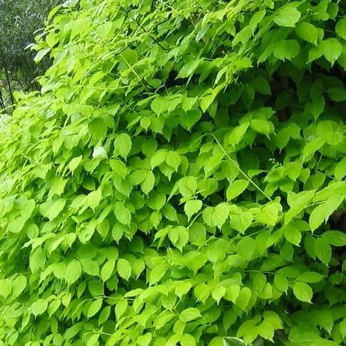 Philadelphus Coronarius Aureus 3 Philadelphus Coronarius Aureus - Image 3