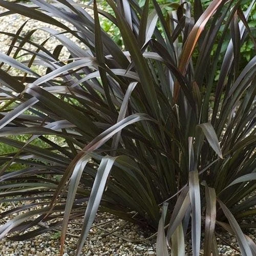Phormium Platt’s Black 4 Phormium Platt’s Black - Image 4