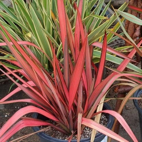 Phormium Margaret Jones 1 Phormium Margaret Jones
