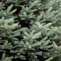 Picea Pungens Fat Albert -Future Forests Picea pungens Fat Albert 03