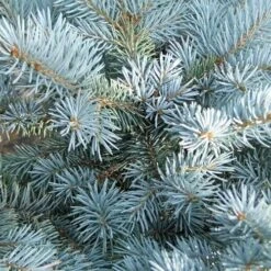 Picea Pungens Fat Albert -Future Forests Picea pungens Fat Albert 05