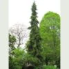Picea Omorika Pendula - Weeping Serbian Spruce