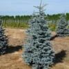 Picea Pungens Hoopsii