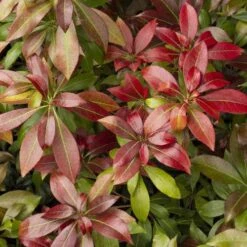 Pieris Japonica Katsura -Future Forests Pieris japonica Katsura01