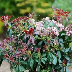 Pieris Japonica Katsura -Future Forests Pieris japonica Katsura03