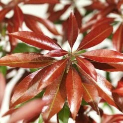 Pieris Japonica Katsura -Future Forests Pieris japonica Katsura06