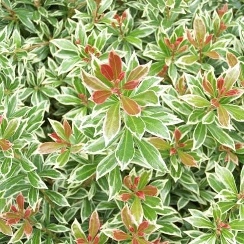 Pieris Japonica Little Heath 2 Pieris Japonica Little Heath - Image 2