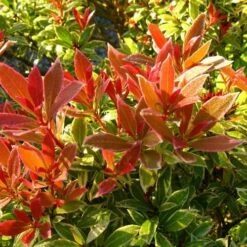 Pieris Japonica Little Heath