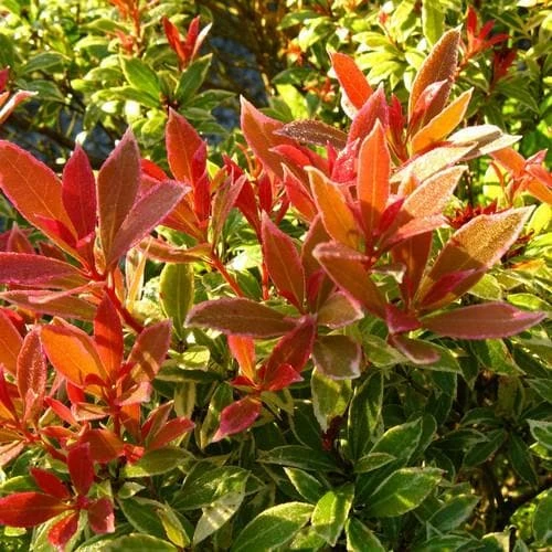 Pieris Japonica Little Heath 1 Pieris Japonica Little Heath