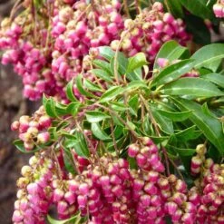 Pieris Japonica Passion -Future Forests Pieris japonica Passion05