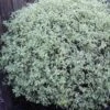 Pittosporum Tenuifolium Silver Queen