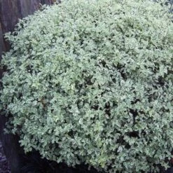 Pittosporum Tenuifolium Silver Queen