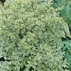 Pittosporum Tenuifolium Silver Queen -Future Forests Pittosporum ten Silver Queen 03