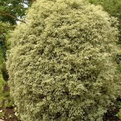Pittosporum Tenuifolium Silver Queen -Future Forests Pittosporum ten Silver Queen 04